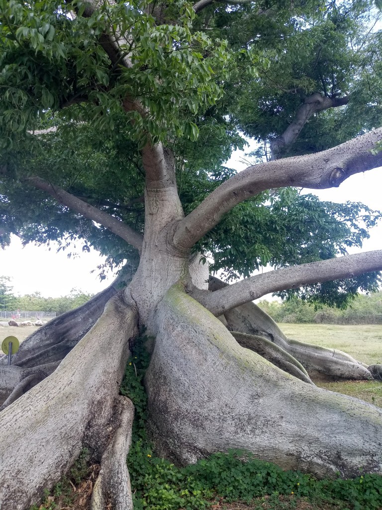 Parque de la Ceiba de Vieques Reserva Natural, an ancient ceiba tree